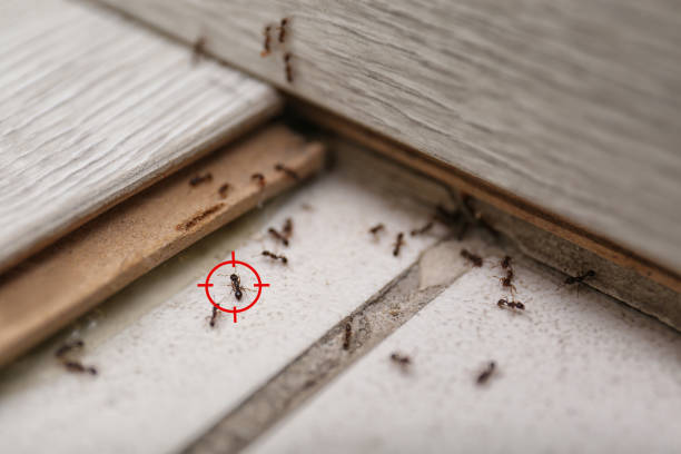 Best Affordable Pest Control Services  in West Point, KY