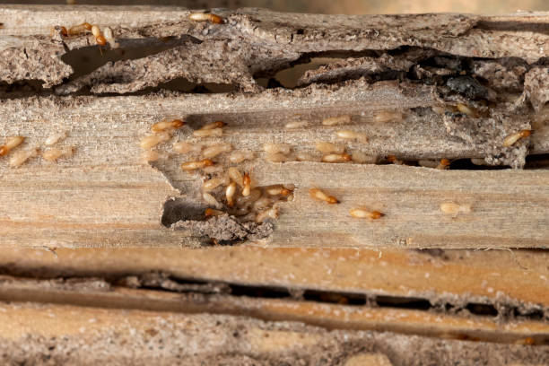 Spider Control Near Me in West Point, KY